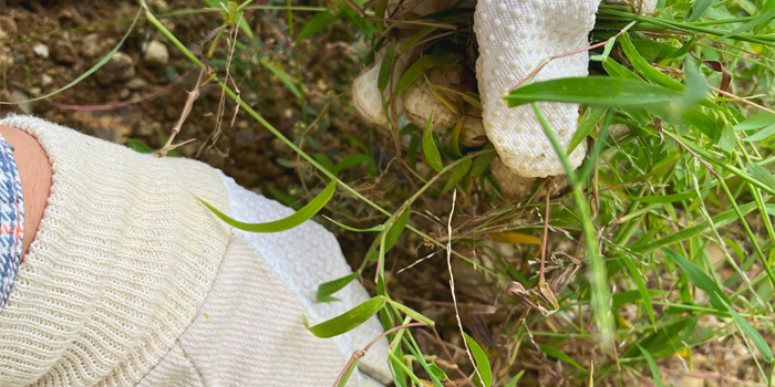 草抜き、除草イメージ